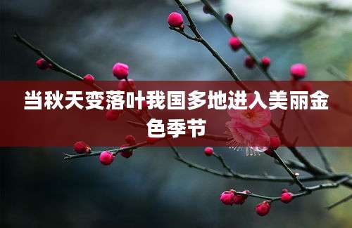 当秋天变落叶我国多地进入美丽金色季节