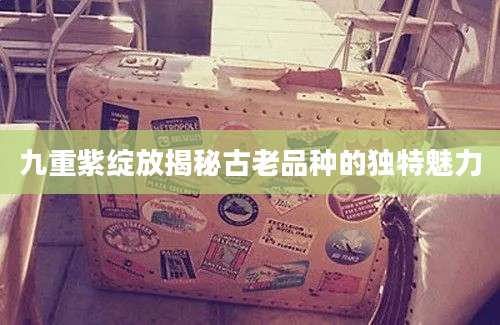 九重紫绽放揭秘古老品种的独特魅力